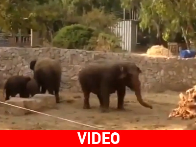 Ισραήλ: Ελέφαντες προστατεύουν τα μικρά τους όταν ηχούν οι σειρήνες του πολέμου Ισραήλ: Ελέφαντες προστατεύουν τα μικρά τους όταν ηχούν οι σειρήνες του πολέμου